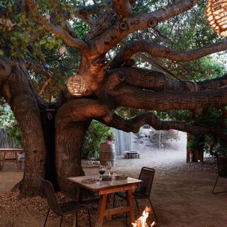Primitivo - Valle de Guadalupe - 25