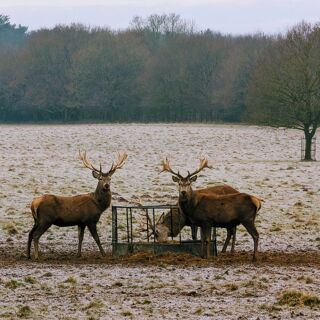 The Gunton Arms - 7