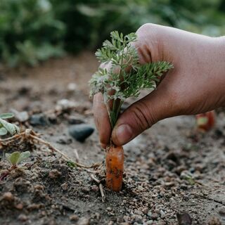 Lil'a Restaurant - 1