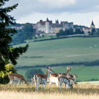 Restaurant Lassey - Château Sainte-Sabine - Sainte-Sabine - 1