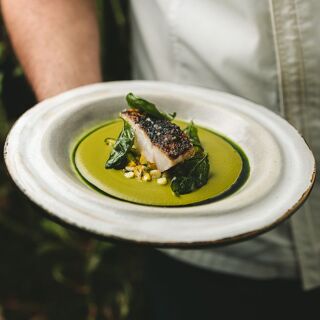 Damiana - Valle de Guadalupe - 19