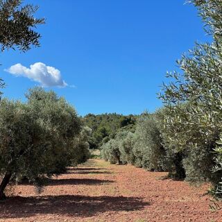 L'Aupiho - Domaine de Manville - 1