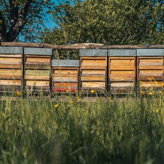 La Merise - 1