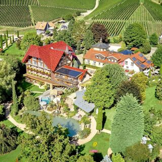 Rebstock - Durbach - 2