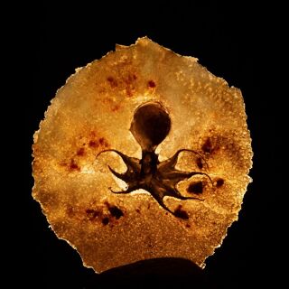 RAU nature-based cuisine - 6