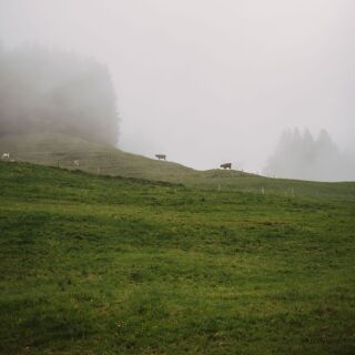 La Pinte des Mossettes - 1