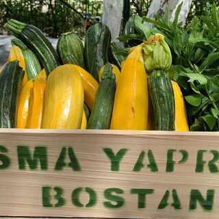 Asma Yaprağı - Izmir - 1