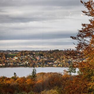 Treetop - 6