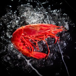 Audax - 2