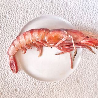 Cataria - 20