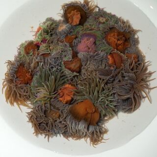 Yarza - Valenza - 2