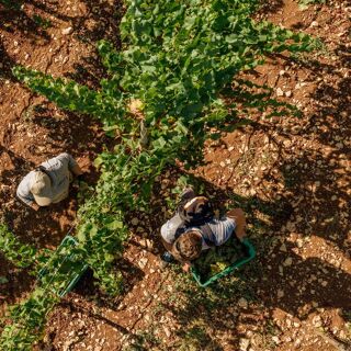 Meneghetti - Bale - 1